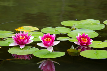 睡蓮の花