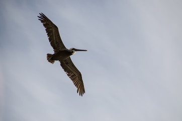 Large bird soaring with wings spread