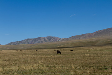 pasture in the mountains of Kazakhstan