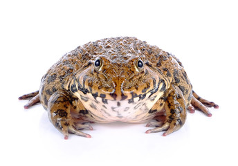 frog on white background