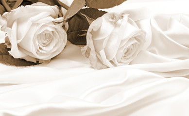  Beautiful white roses on silk as wedding background. In Sepia t