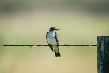Eastern Kingbird (Tyrannus tyrannus)