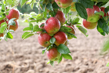 Apple Orchard ready for harvest