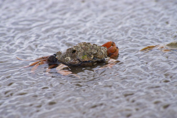 Krabbe