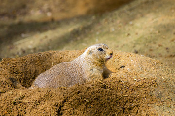 Prairie Dog - Cynomys - Hidden in Hole. Animal in Sand Photo.