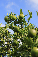 青いみかんの木