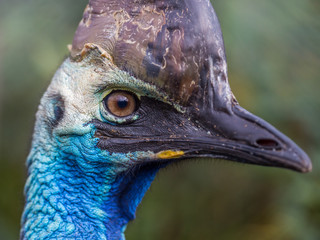 Close-up of the head of a cassowary, evolved from dinosaurs and thought to be the worlds most...