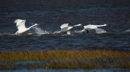 Mute Swan, cygnus olor