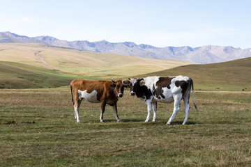 Fototapeta na wymiar Cows in the mountains of Kazakhstan