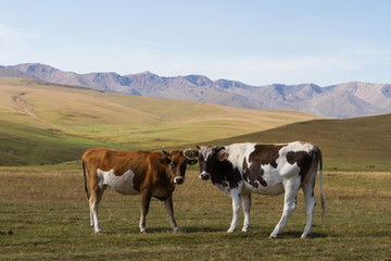 Fototapeta na wymiar two cows in the mountains