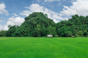 Rice farm with farmer's hut, countryside Cornfield at Thailand