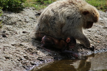 Affenmutter mit Kind