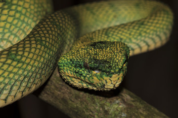 Temple Viper Snake (Wagner's Pit Viper). Green snake in tree