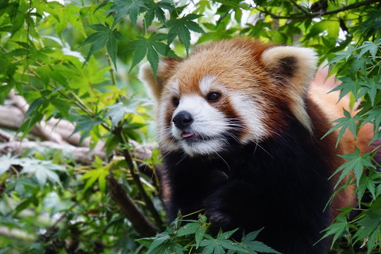 Fototapeta レッサーパンダ