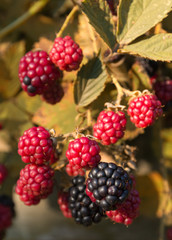 Blackberry with fruits.
Fresh colors.
Sunny day.
Warm glow over picture.