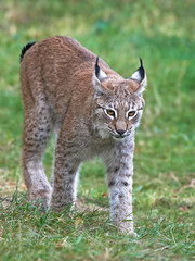 Eurasian lynx (Lynx lynx)