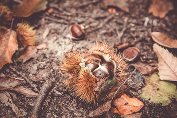 Esskastanien Frucht im Herbst Laub zum Sammeln