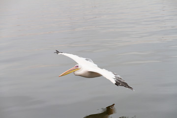 Pelican flying
