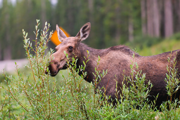 Wild Moose