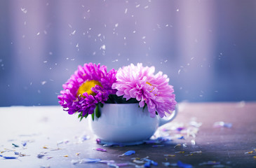 Pink aster flowers in a vase