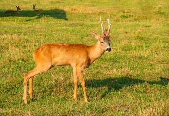 Fawn or small deer on the lawn