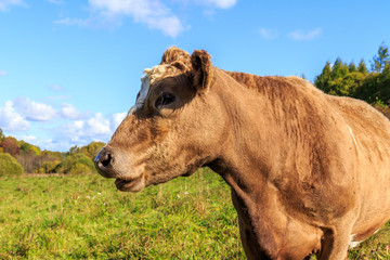 Cow graze in the meadow