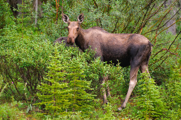 Wild Moose