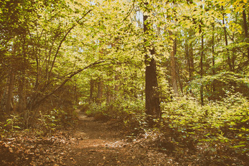 English woodland path with the sun breaking through the leaves