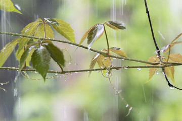Decorative grape plant under the rain