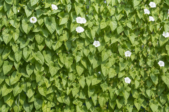 Blossoming bindweed wall