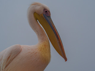 Le pelican de wallis bay