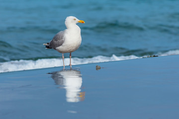 Seagull on the beach with reflection
