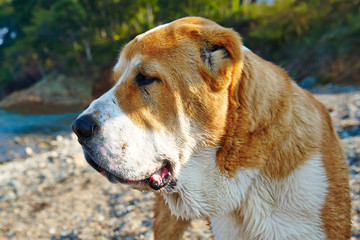 head red dog outdoors