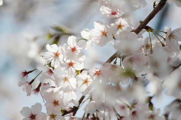 Obraz premium 桜の花