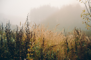Утро в осеннем туманном лесу