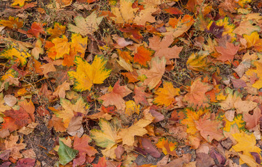 Fallen maple leaves in autumn