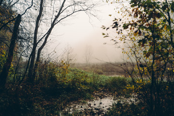 Утро в осеннем туманном лесу