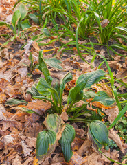 Hosta and Hemerocallis  in autumn