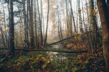 Obraz premium Утро в осеннем туманном лесу