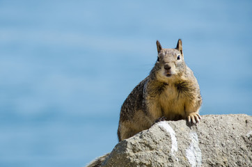 Squirrel poised on rock looking at camera