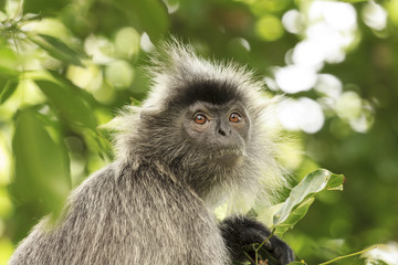Monkey in forest. Silvery Lutung monkey. Silvered leaf Langur monkey