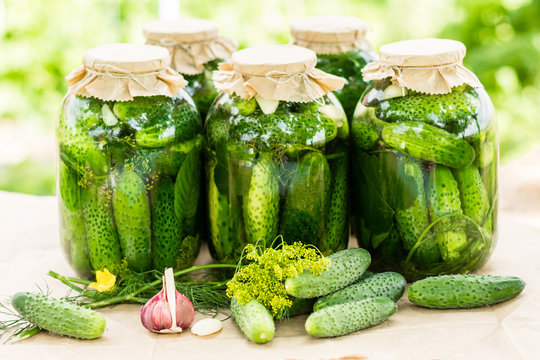 Just prepared cucumbers for pickling in jars , vegetables preserves left to ferment for a period of time, raw cucumbers ,garlic and dill on the table , organic and healthy meal concept