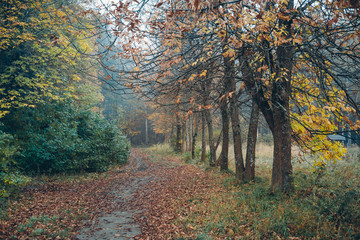 Дорога в утреннем туманном осеннем лесу
