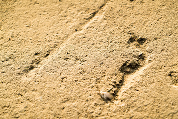 Footprint on the ground. Warm tone filter
