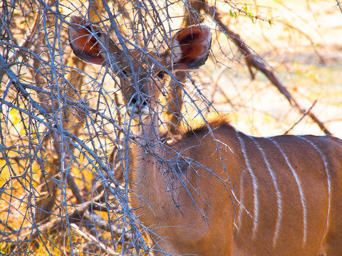 Hidden Kudu