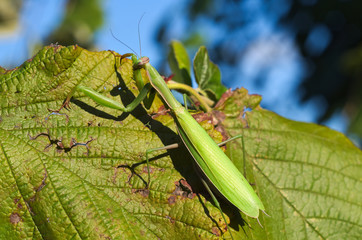 European or praying mantis (Mantis religiosa) hunting in a garden
