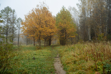 Тропинка в туманном осеннем лесу