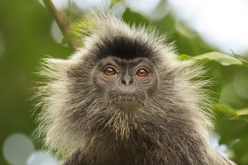 Monkey in forest. Silvery Lutung monkey. Silvered leaf Langur monkey
