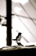 Willy Wag Tail bird on roof top