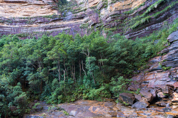 Trees growing on rock cliff. Wentworth Falls gorge forest.  Royal National Park, Australia